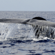 New blue whales!